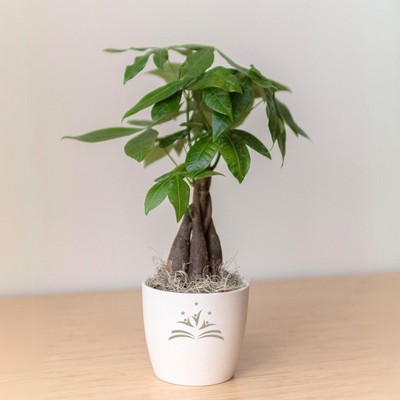 Money Tree in Large Harlow Cream Pot