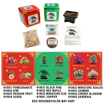 Black Pine Bonsai Seed Kit