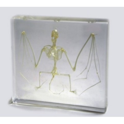 Lucite Paperweights with Bat Skeleton, 3"X3"X 1 1/8"