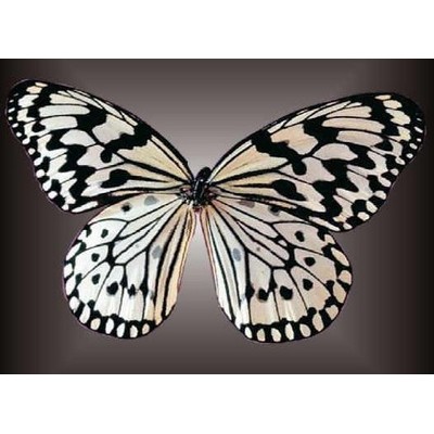 Black & White Butterfly Metal Photo Magnet (2 1/2"x3 1/2")