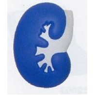 Medical Series Kidney Stress Reliever Toys