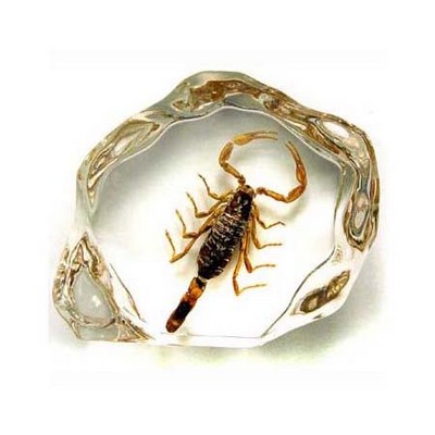 Lucite Paperweights with Real Scorpion, 2.91"X2.48"X 0.98"