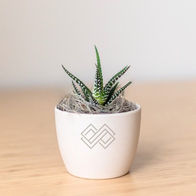 Zebra Succulent in Mini Harlow Cream Line