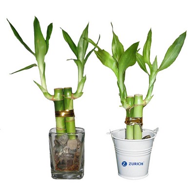 2 Shoots Lucky Bamboo in 2" Shot Glass or Metal Bucket