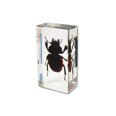 Lucite Piece with Real Stag Beetle, 2 7/8 x 1 5/8 x 1" thick