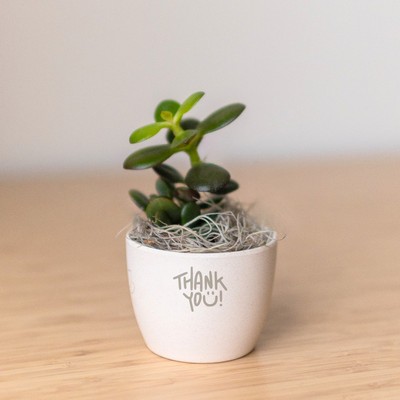 Jade Plant in Mini Harlow Cream Pot