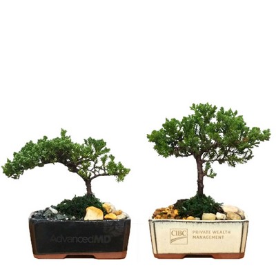 5" Ceramic with Bonsai Tree