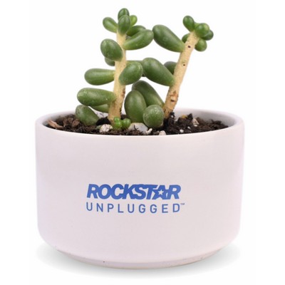 Succulent Plant w/Large Round Ceramic Pot