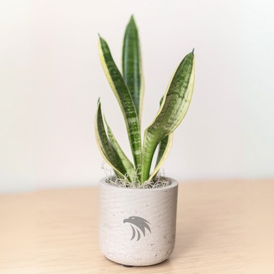 Snake Plant in Large Grey Wilson Pot