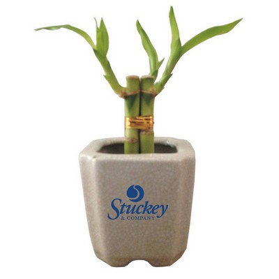 3 Shoots of 4" Lucky Bamboo in 3" Ceramic Pot