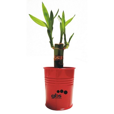 3" Red Metal Bucket w/3 Shoots of Lucky Bamboo