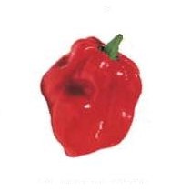 Red Habanero Pepper Lapel Pin