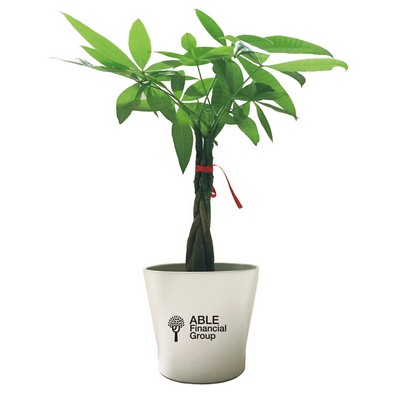 Money Tree Plant in White Ceramic Vase