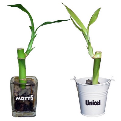 Single Shoot Lucky Bamboo in Shot Glass or Metal Bucket