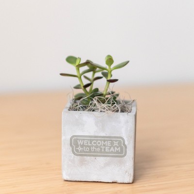 Jade Plant in Mini Parker Cube Pot