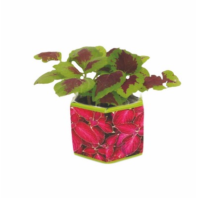 SeedGems™ Paper Planter® 'Red Velvet Sun' Coleus Biodegradable Grow Kit